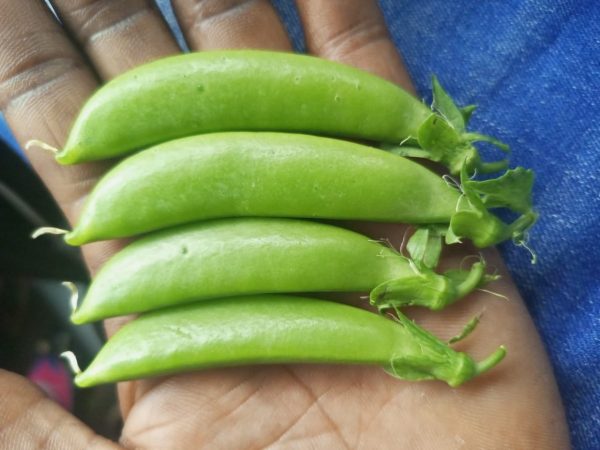 Garden Peas