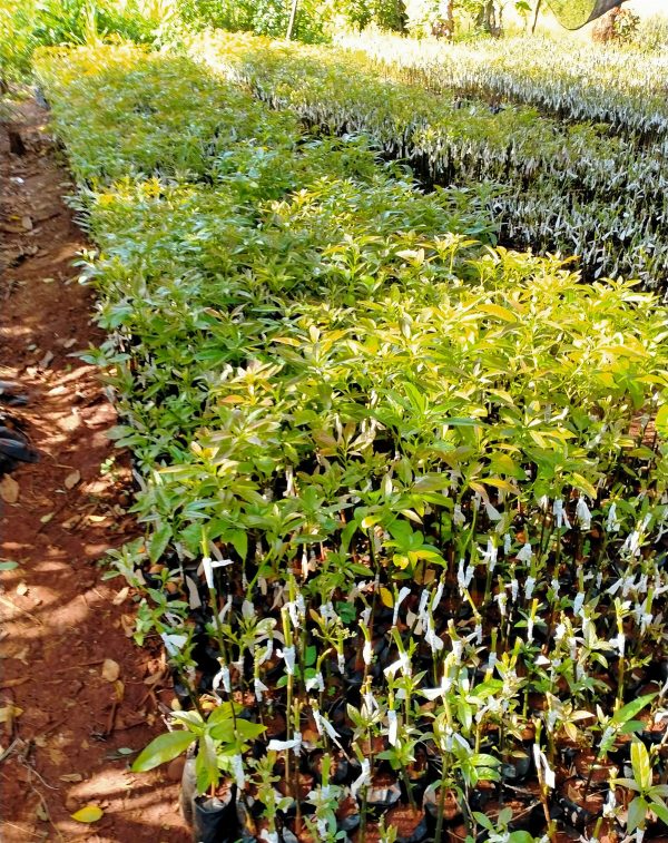 Grafted Hass Avocado Seedlings - Image 2